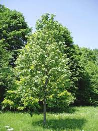 Tilia tomentosa /100-150/, Ezüst hárs