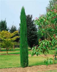 Cupressus sempervirens Totem /40-60/ Oszlopos európai ciprus