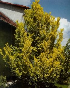 Ulmus carpinifolia Wredei /200-250/, Arany szil