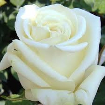 Fehér magastörzsű rózsa Virgo /konténeres/