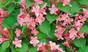 Weigela Abel Carrier, Rózsalonc