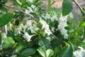 Weigela Florida Candida, Rózsalonc