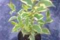 Weigela florida Susan, Rózsalonc