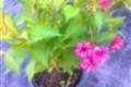 Weigela Newport Red, Rózsalonc