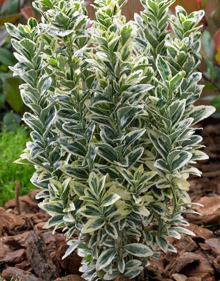 Euonymus jap. White Spire, Kecskerágó