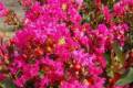Lagerstroemia indica With Love Kiss (Milarosso), Kínai selyemmirtusz