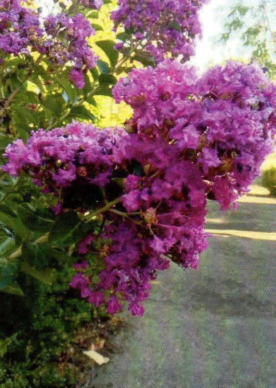 Lagerstroemia indica Zuni /40-50/, Kínai selyemmirtusz   Féltörpe