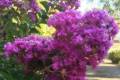 Lagerstroemia indica Zuni, Kínai selyemmirtusz